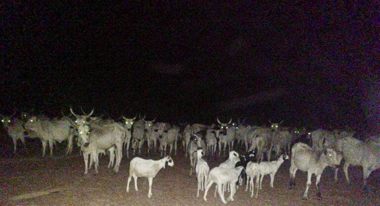 Kano Under Fire As Bandits Reportedly Return For Reprisal Troops rescue abducted victim 2