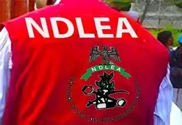 Many Nigeria Undergraduates Are Into Drugs—NDLEA WhatsApp Image 2025 06 25 at 5.34.20 PM