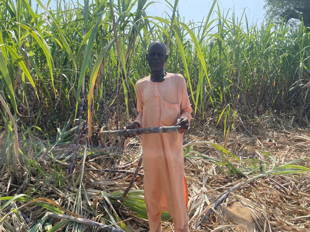 Farmers Count Losses As Worm Invasion Wipes Out Sugarcane Farms In Kano WhatsApp Image 2025 11 18 at 9.46.17 AM