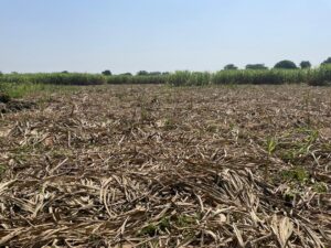 WhatsApp Image 2025 11 18 at 9.46.18 AM